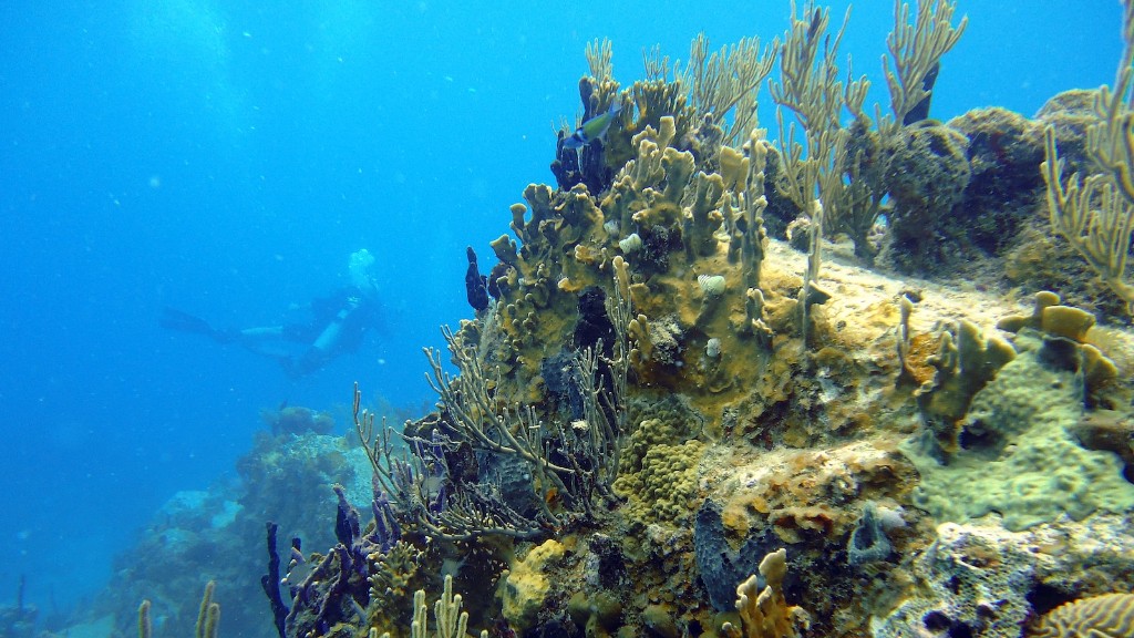 การถกเถียงระหว่างฟองน้ำทะเลกับปะการังถือเป็นเรื่องเก่าแก่ ตั้งแต่สมัยโบราณ มนุษย์หลงใหลในความซับซ้อนอันเหลือเชื่อของมหาสมุทรลึก และปรารถนาที่จะเข้าใจความงามอันน่าทึ่งและความซับซ้อนของฟองน้ำและปะการังที่อาศัยอยู่ภายในนั้น แม้ว่าฟองน้ำและปะการังอาจดูแตกต่างกันอย่างมาก แต่ความหลากหลายทางชีวภาพและการปรับตัวทางชีวภาพในระดับเดียวกันนั้นอยู่ภายในทั้งสองชนิด ซึ่งทำให้ยากต่อการแยกแยะความแตกต่างระหว่างกัน